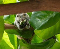 Sciurus stramineus