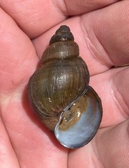 Campeloma decampi