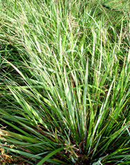 Paspalum orbiculare
