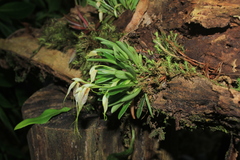 Masdevallia picturata