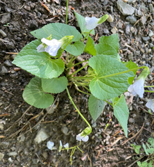 Viola communis