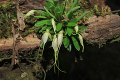 Masdevallia picturata