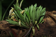 Masdevallia picturata