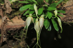 Masdevallia picturata