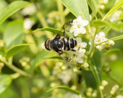 Eristalis saxorum