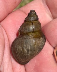 Campeloma decampi