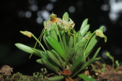 Masdevallia picturata