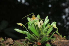 Masdevallia picturata