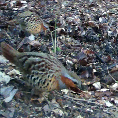 Bambusicola thoracicus