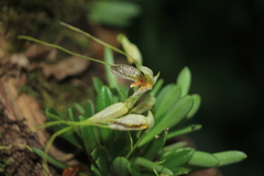 Masdevallia picturata