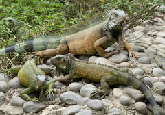 Iguana iguana