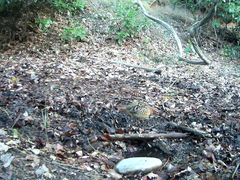 Bambusicola thoracicus