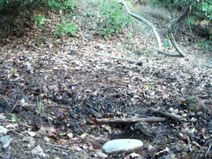 Bambusicola thoracicus