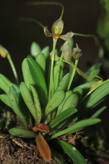 Masdevallia picturata