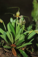 Masdevallia picturata