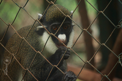 Cercopithecus ascanius
