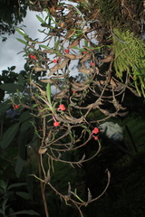 Maxillaria ruberrima