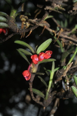 Maxillaria ruberrima