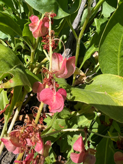 Rumex venosus
