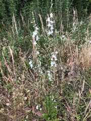 Lobelia appendiculata