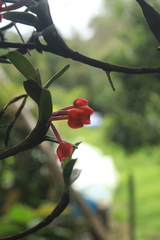 Maxillaria ruberrima