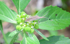 Chariesterus antennator