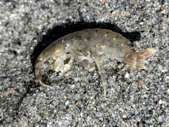 Anisogammarus