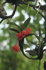 Maxillaria ruberrima