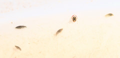 Multicrustacea