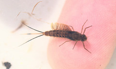 Siphlonuridae