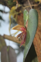 Pleurothallis adonis