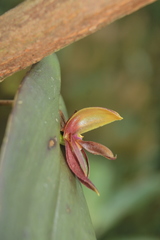 Pleurothallis adonis