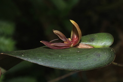 Pleurothallis adonis