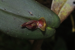 Pleurothallis adonis