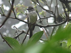 Myiarchus ferox