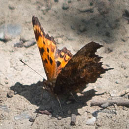 Polygonia oreas oreas