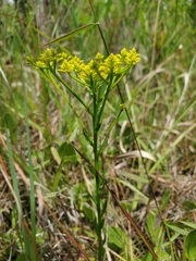 Polygala ramosa