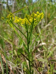 Polygala ramosa