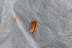 Parcoblatta virginica