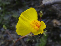 Utricularia