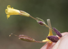 Erythranthe pulsiferae
