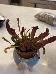Sarraceniaceae