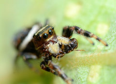 Phidippus clarus
