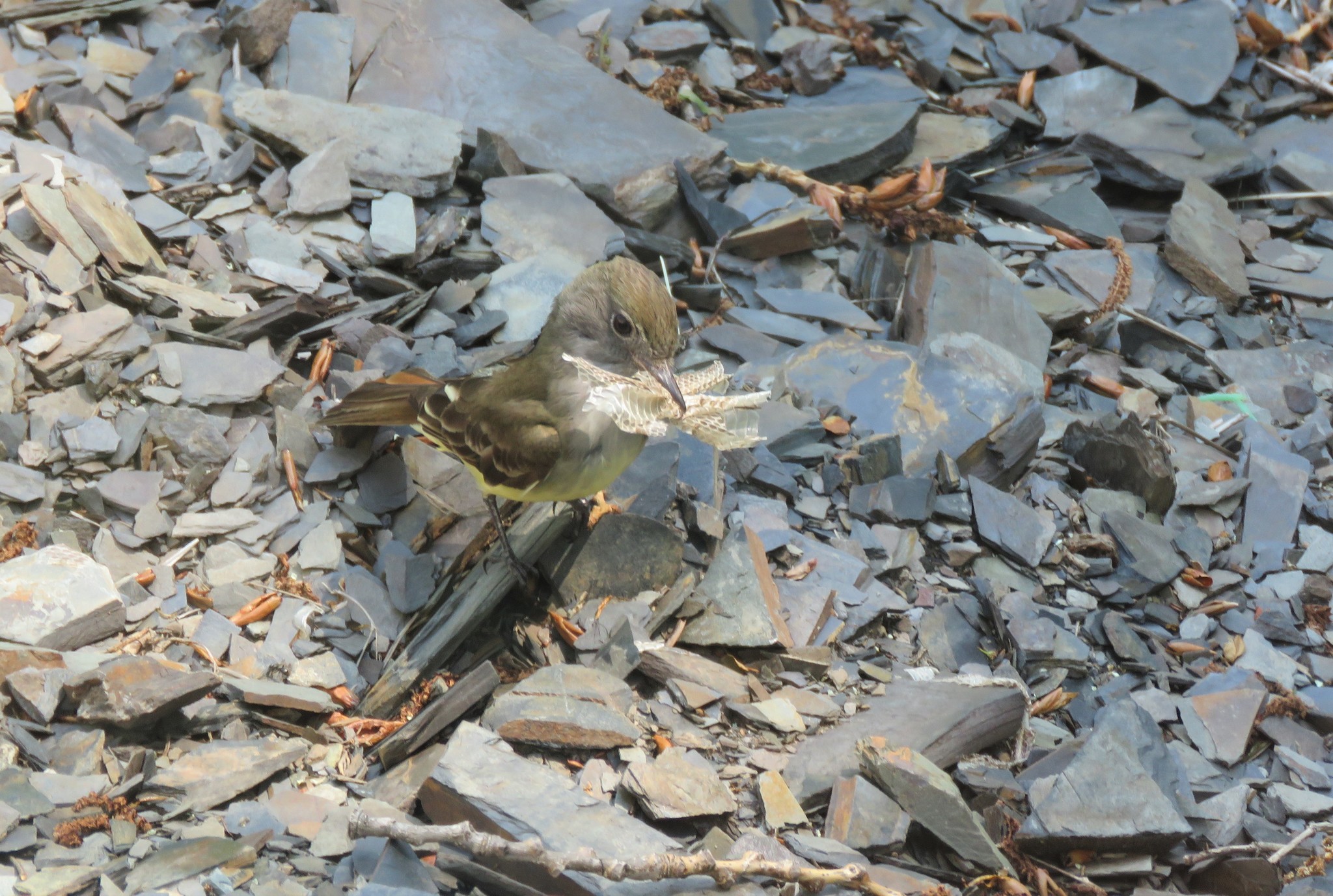 Great Crested Flycatcher illustration