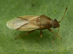 Cymus claviculus