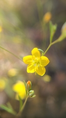 Hesperolinon breweri