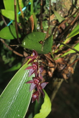 Pleurothallis lindenii