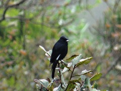 Knipolegus nigerrimus