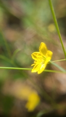 Hesperolinon breweri