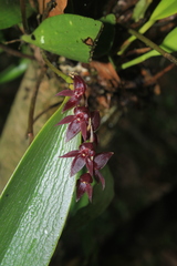 Pleurothallis lindenii